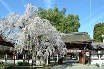 【梅坪・豊田発】*日帰り昼食付*『京都屈指の桜の名所平野神社と東寺「紅枝垂桜」不二桜と五重塔』1
